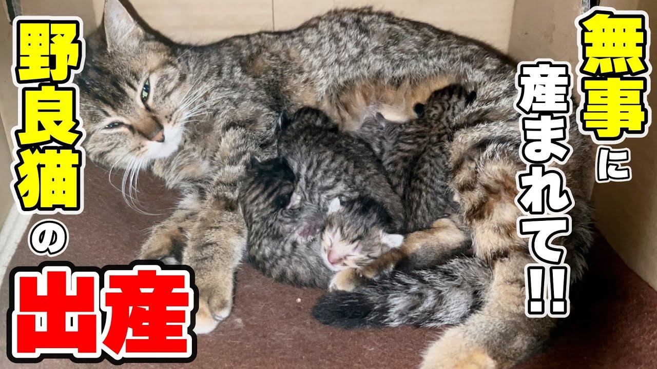 【緊急事態】保護した妊婦猫の出産で仔猫達を育児放棄!?(サラちゃん)