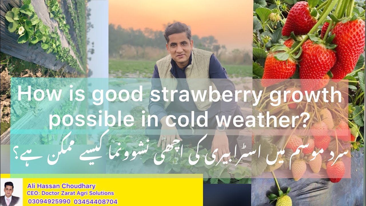 How is good strawberry growth possible in cold weather?@doctorzaraatagrisolutions1512 03094925990