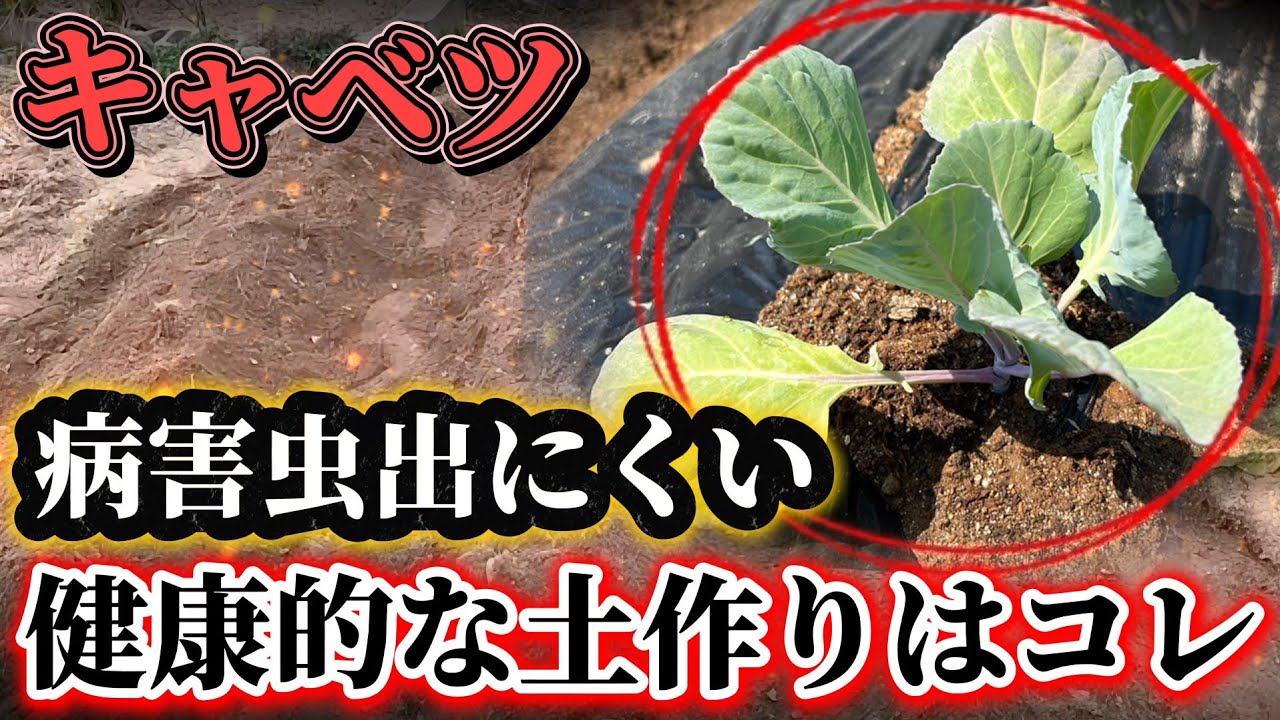 【キャベツ】春の土作りはココに注意して！！健康的にキャベツを作るには土の中に入れる資材が重要です！