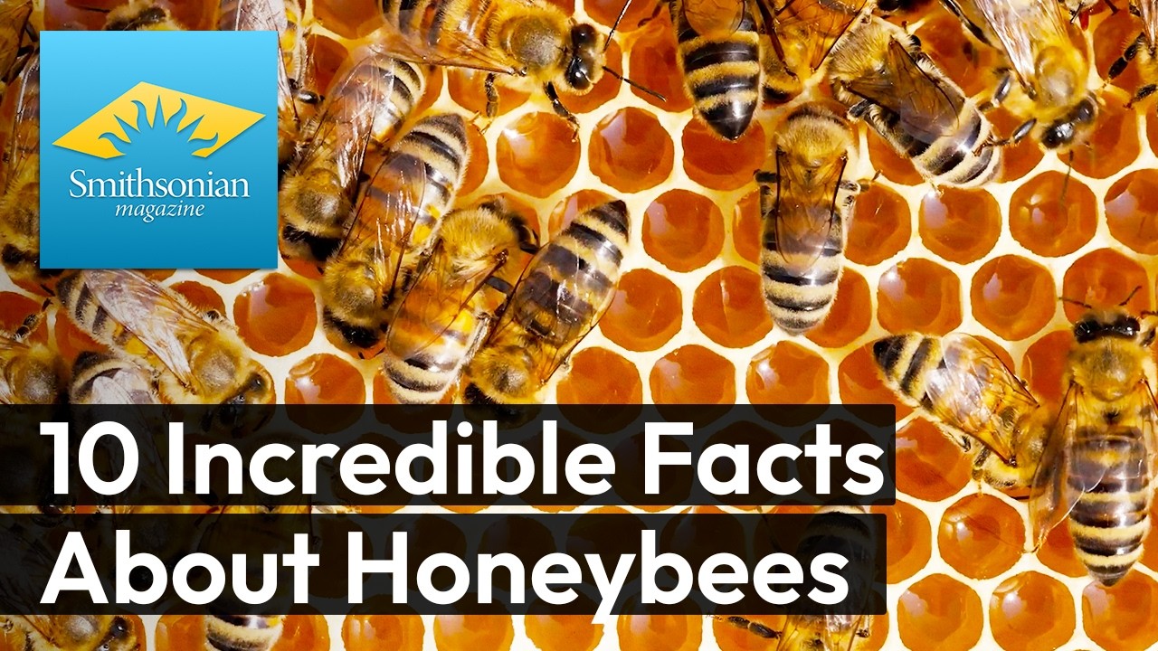 10 Incredible Facts About Honeybees