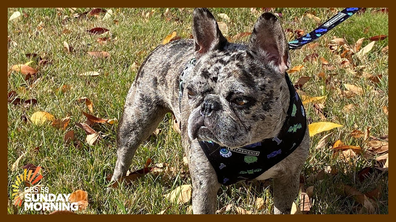 Rory the Frenchie: Milwaukee dog takes over TikTok for loving Henry Cavill