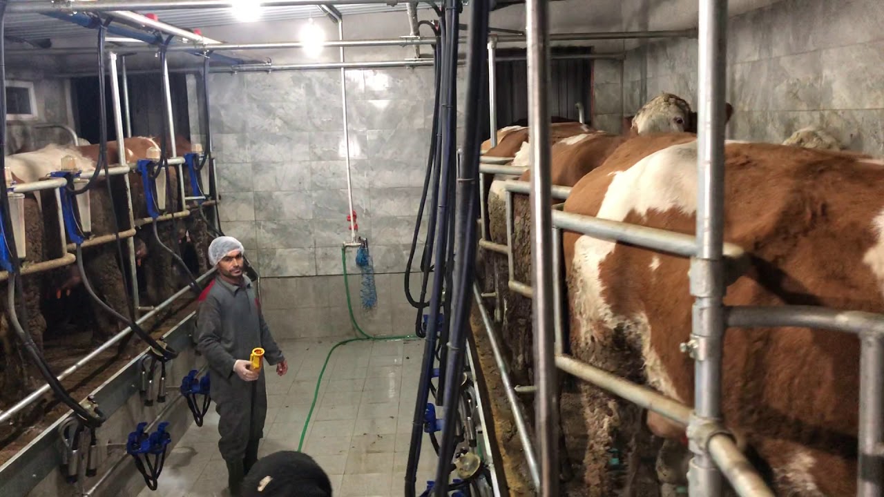 Simple Herringbone Milking Parlour by Kurtsan