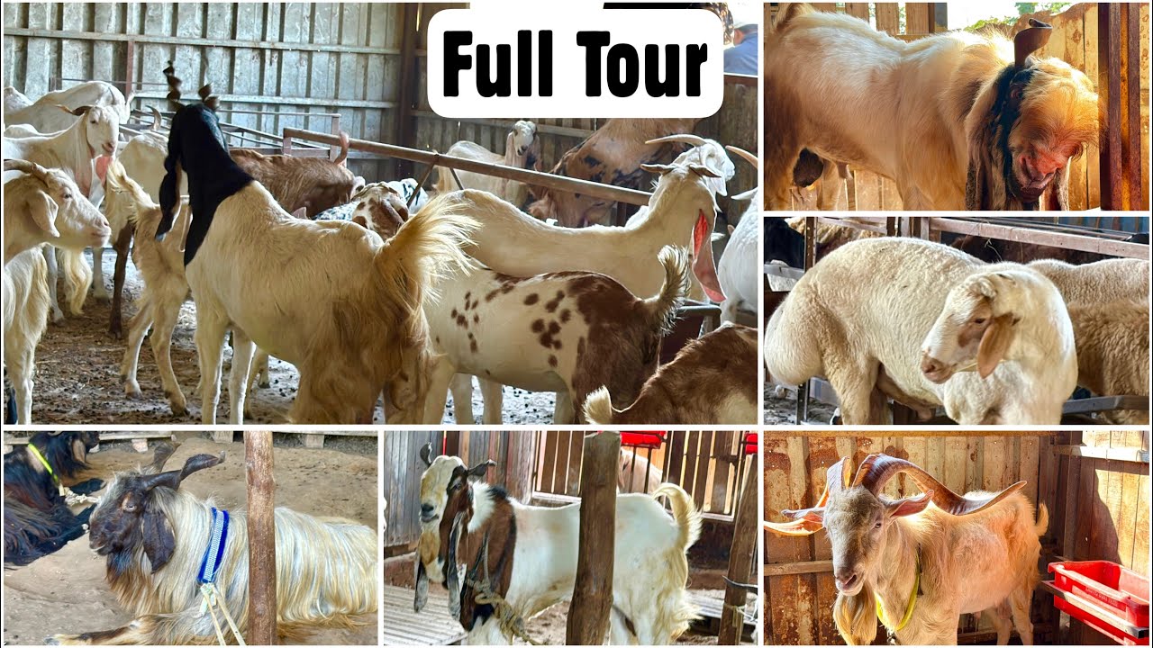 Full Tour of Exotic Goat Farm Padgha