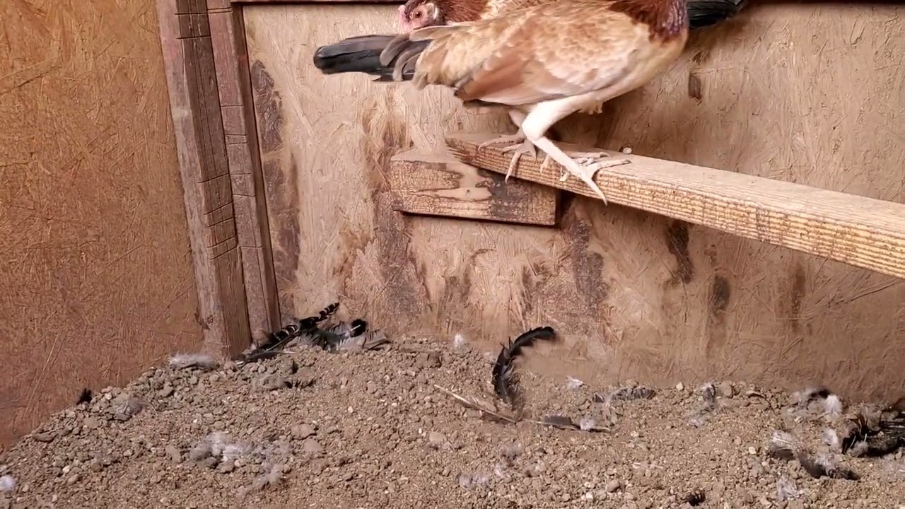 young Duryea claret pullets
