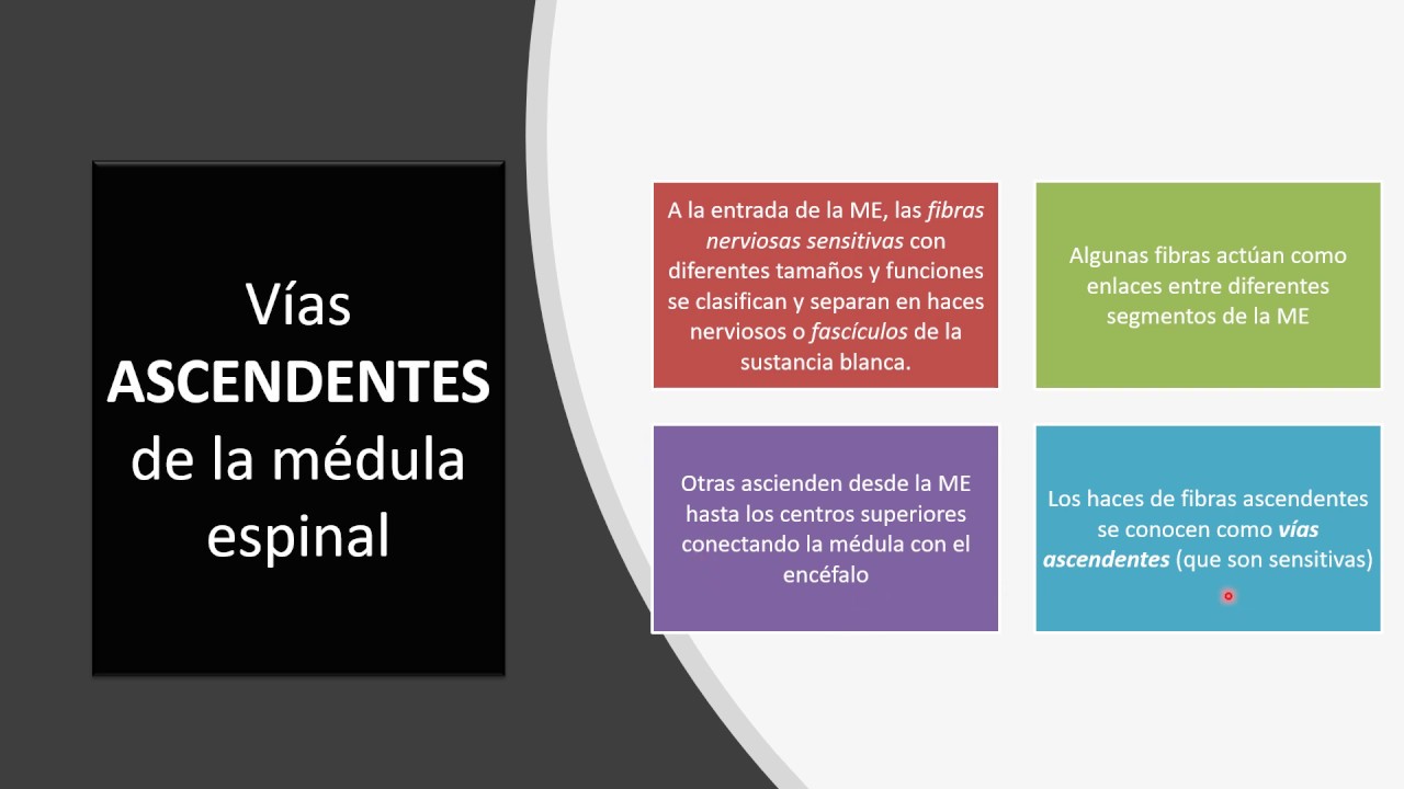 Vías Ascendentes y descendentes de la médula espinal