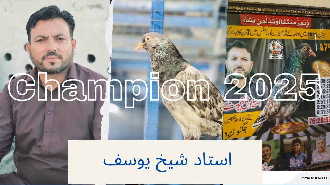 Champion kabootar 2025  | Ustad Sheikh Yousaf Interview