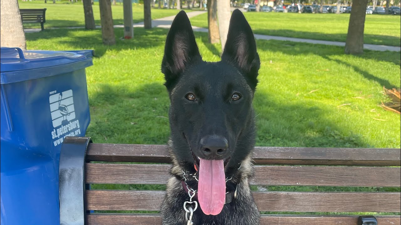 Kota | Belgian Malinois | Off Leash Recalls and Tunnel Command