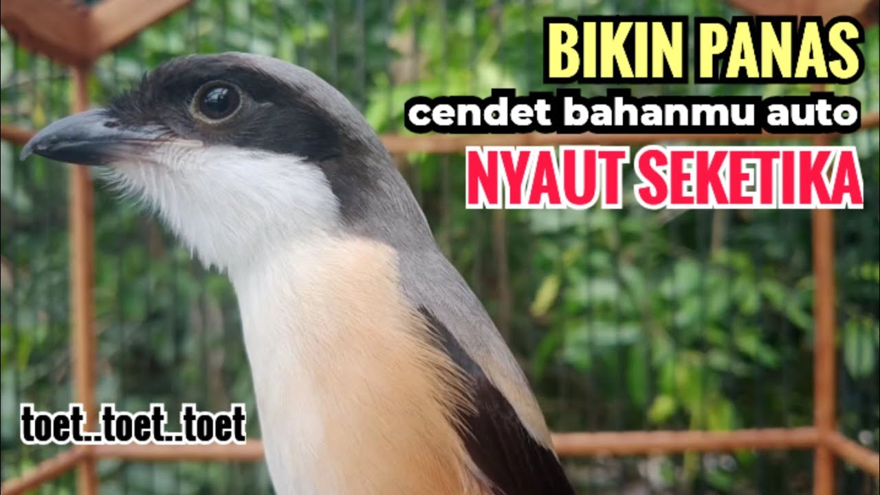 toet toet suara cendet gacor PAGI SIANG SORE sangat efektif buat Pancingan cendet diam agr cpt bunyi
