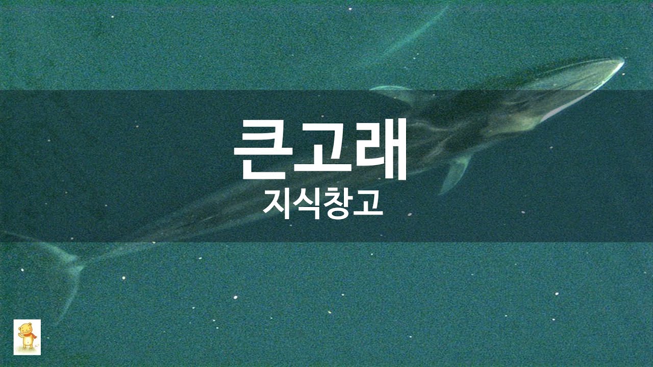 큰고래