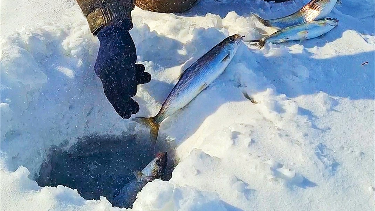 БАЙКАЛ! СРАЗУ ПО 5! Вот это РАЗДАЧА! Крутая рыбалка на глубинного омуля зимой!