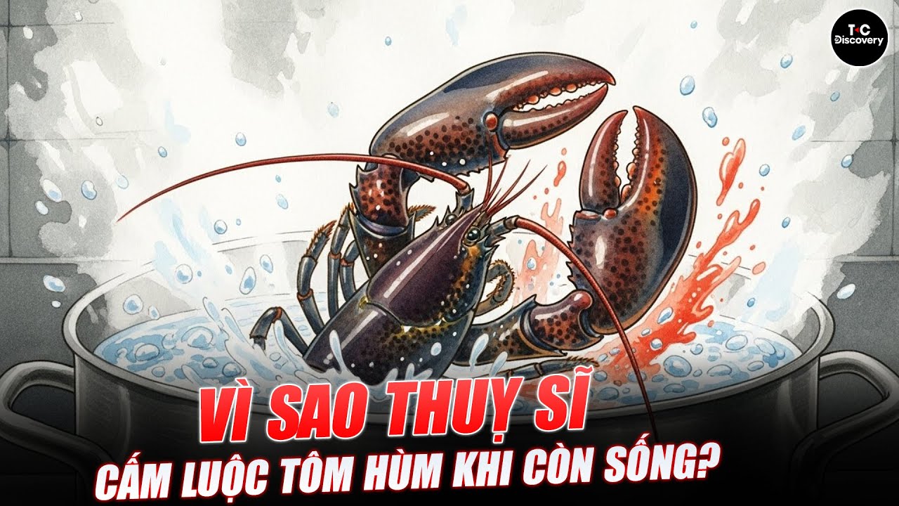 VÌ SAO THUỴ SĨ CẤM LUỘC TÔM HÙM KHI CÒN SỐNG? T Connect -  Discovery
