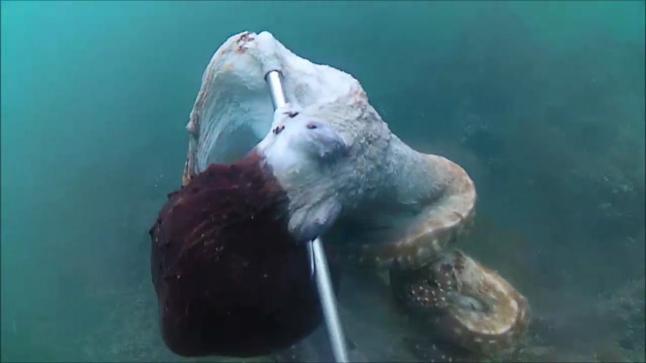 Spearfishing  Aceh Season 2025 Episode 34