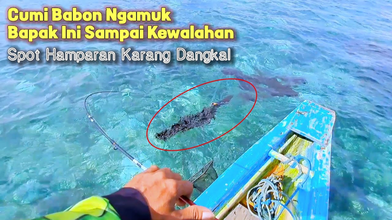 Sambaran cumi babon bikin gemetar || Mancing cumi di hamparan karang dangkal siang sampai sore hari