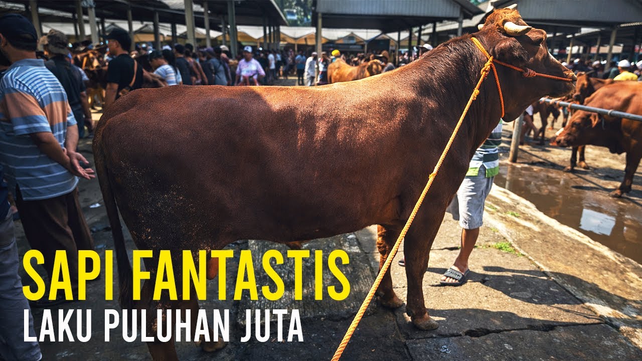 Ramai banget ! Sapi mahal laku keras di pasar Pon Ambarawa