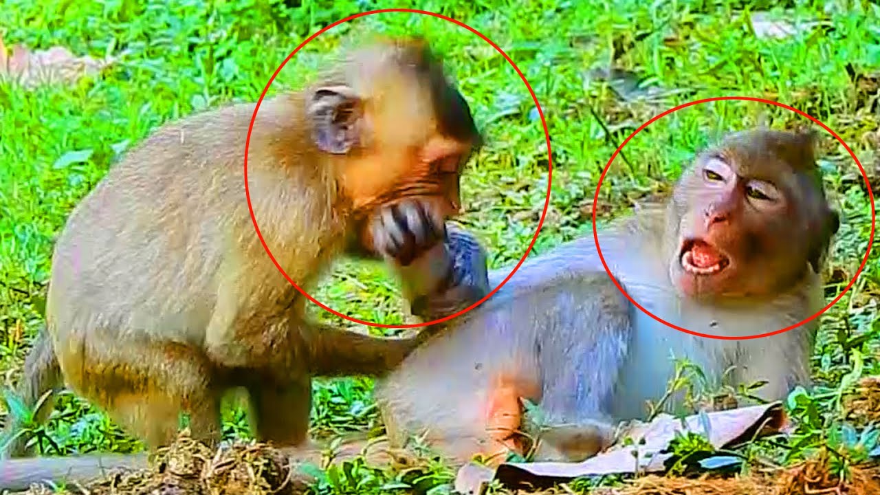 OMG! Jody Monkey Playing Bite, But Janna Monkey Make A Loudly Sound So Hurt Jody!