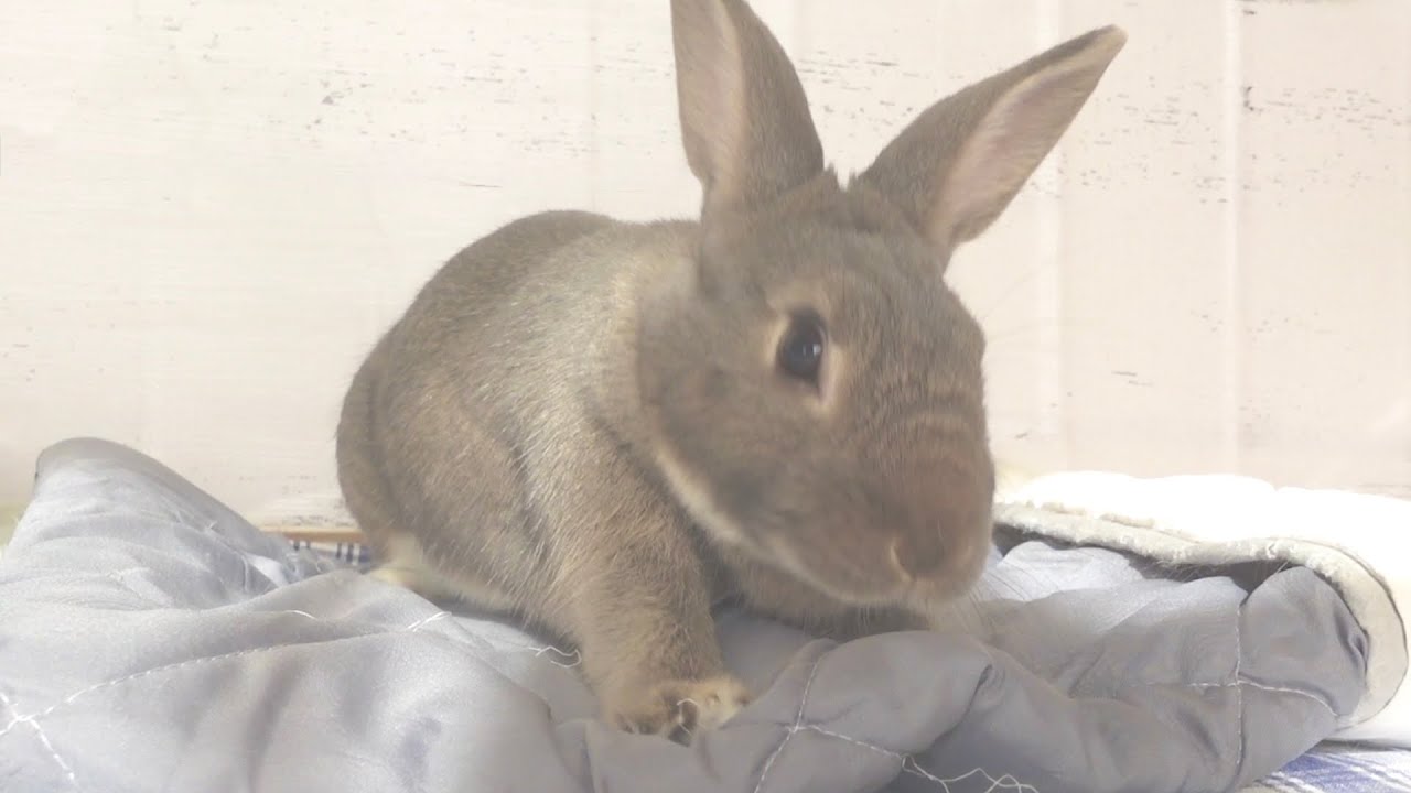 【職人】お布団をスイ〜スイ〜とお掃除？実はラグをボロボロにする破壊神でした🐰🧹【650】