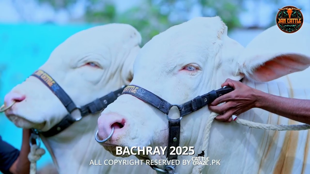 Memory 2025 JAN CATTLE FARM | SHAHROZ KHAN | JAMEEL MEMON COLONY | 0345-2663768  
