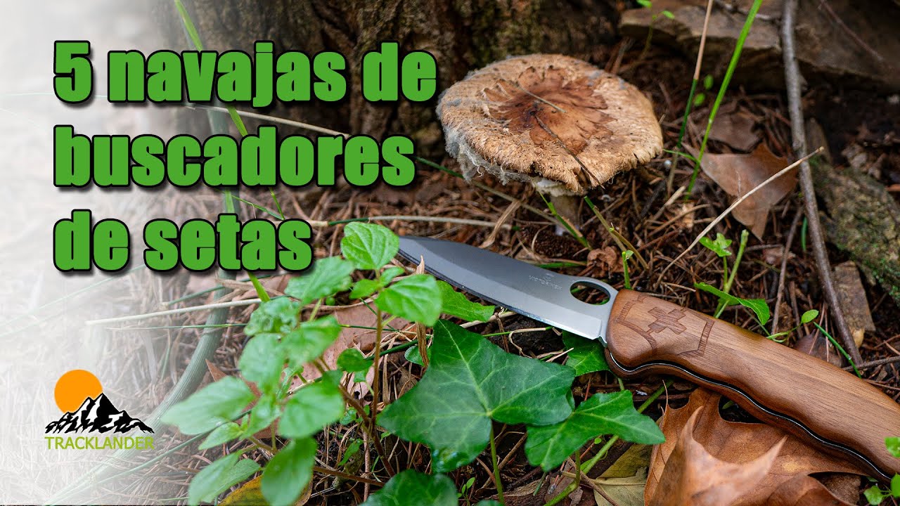 5 navajas que un buscador de setas quiz&aacute;s use