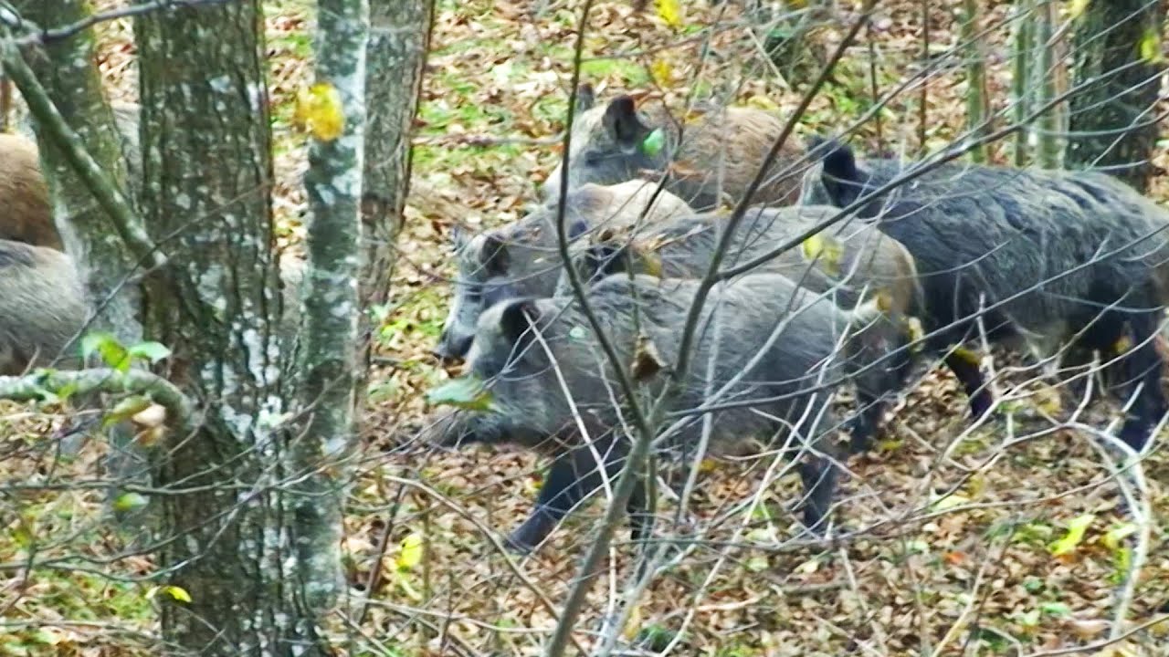 Jabalíes en batida y osos a la espera