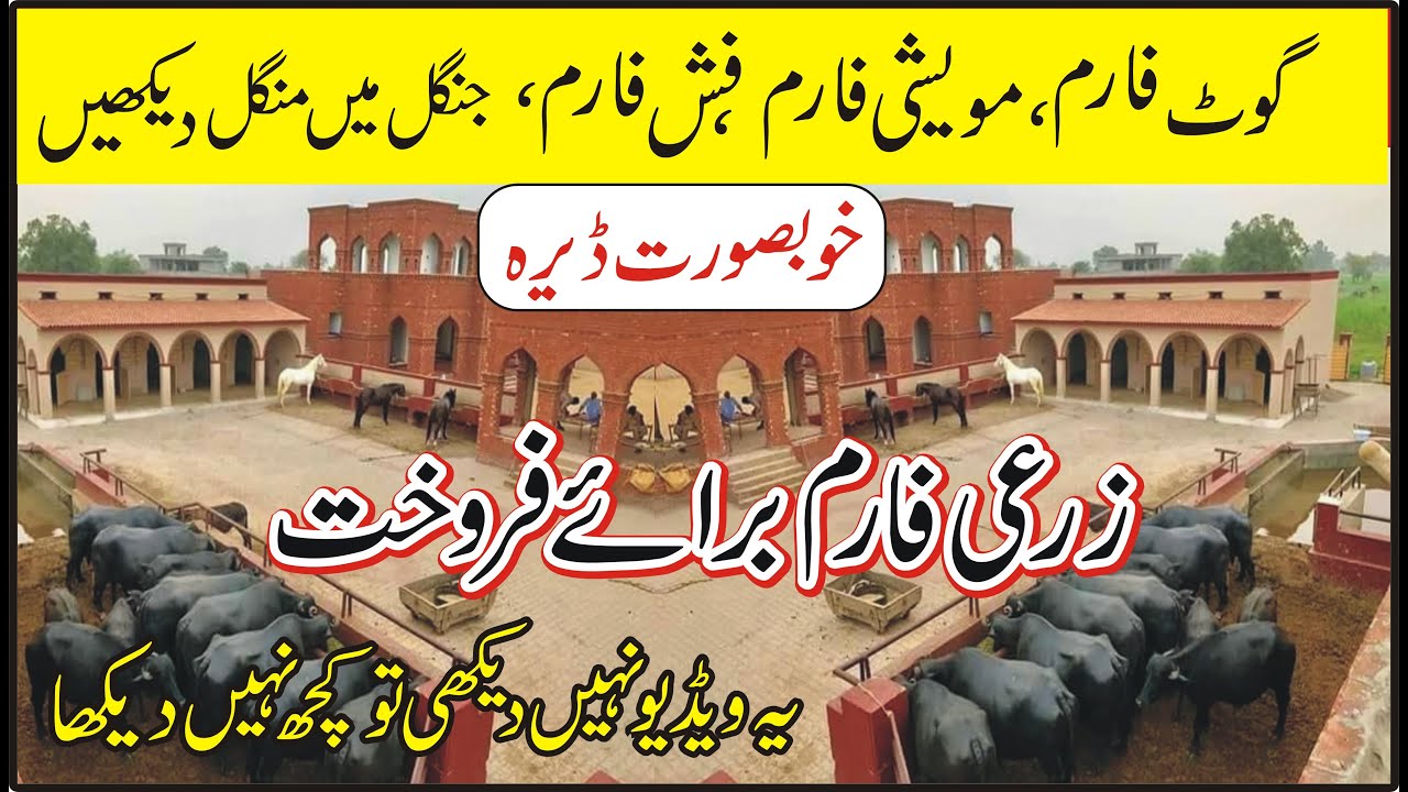 Land For Sale | Agriculture Land For sale zameen  | cheap for sale in Noor Pur Thal khushab Bhakkar