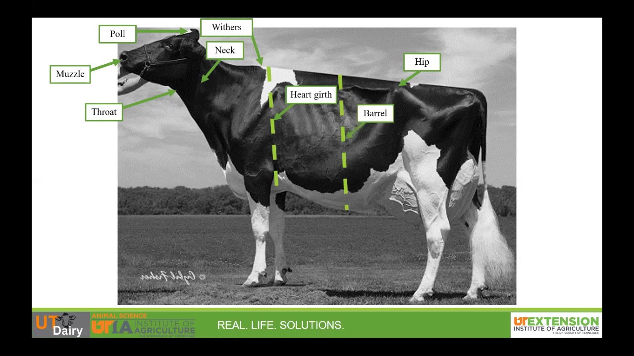 Dairy Skillathon Study Series: External Anatomy
