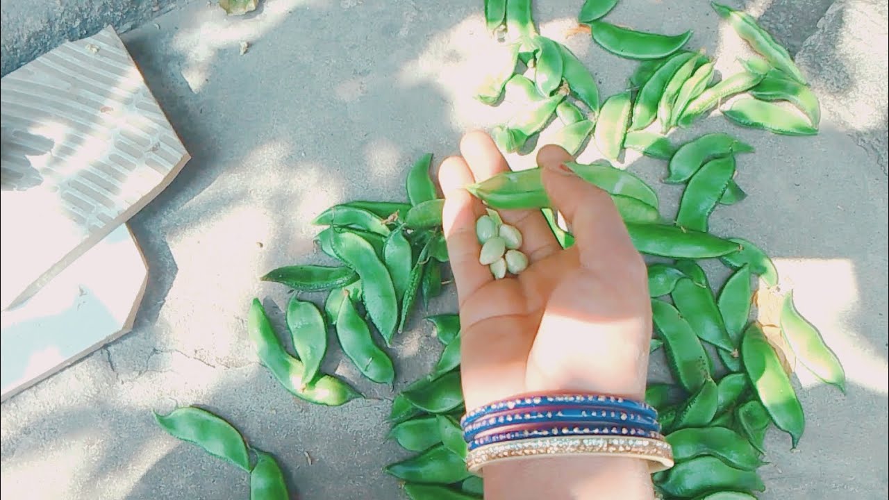अपने छत पर उगाए सिम की सब्जी ‌||Sim ki lataru || sim ki paudha #video #shortvideo 