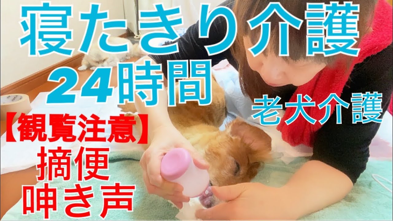 大場久美子【老犬介護No.58】寝たきり介護になりました。【観覧注意】摘便・呻き声あり。お気持ちに響いてしまいそうな方は見ないでください。介護動画を必要とされている方々の為にの動画です。