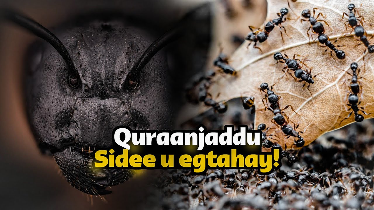 Quraanjadda | Mucjisadda ku duugan noolaha ugu tamarta yar aduunka! Waxay leedahay labo caloolood!
