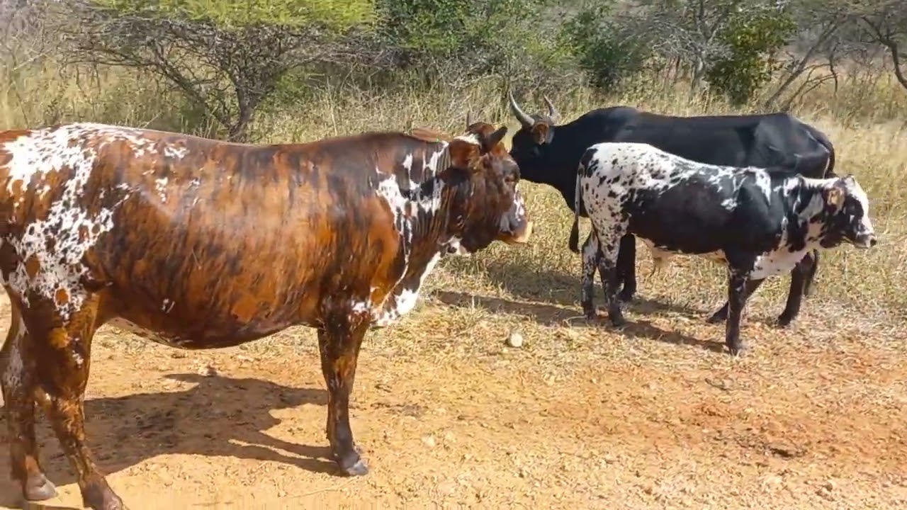 Nguni Cattle Growth Development and Behavior    TT Ball Nguni