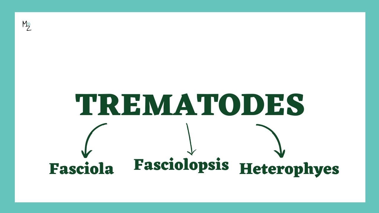 Fasciola Hepatica | Печёночная двуустка | Fasciolopsis buski | Heterophyes heterophyes | Кишечная...