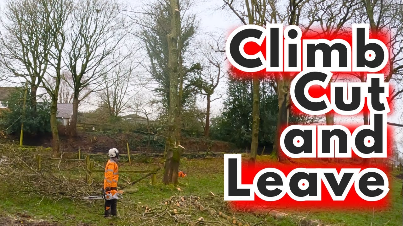 Weekend Dismantles (Cut and Leave)