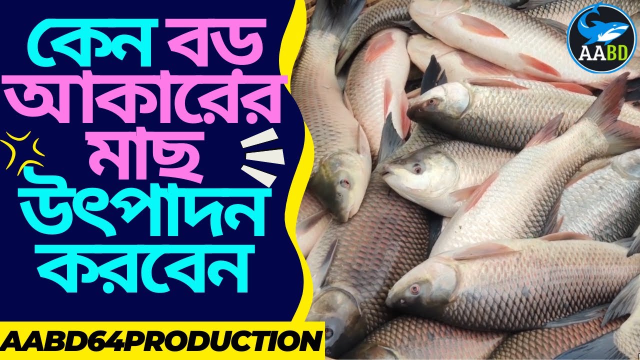 ছোট নয় কেন বড় আকারের মাছ উৎপাদন করবেন (Why We Produce Big Big Fish In Your Ponds)