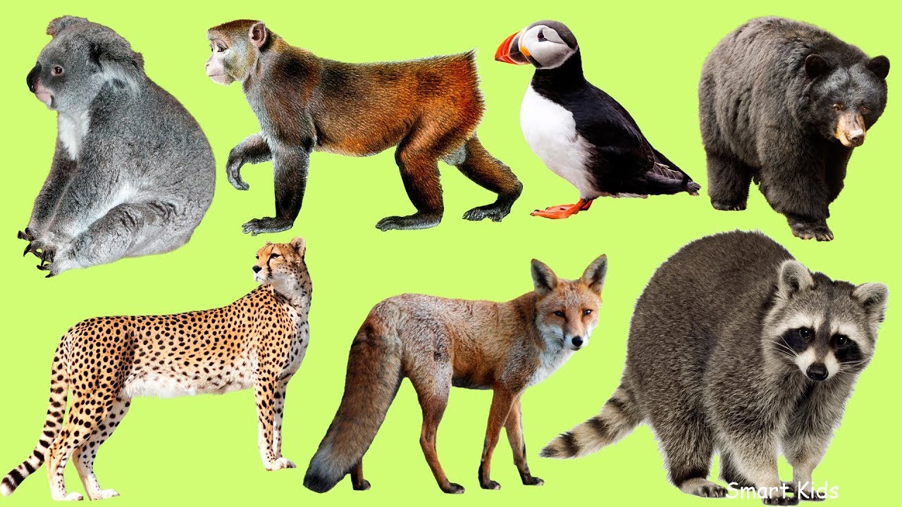 Practice Russian Animal Vocabulary 🐻 | Дикие животные | Daily Listening