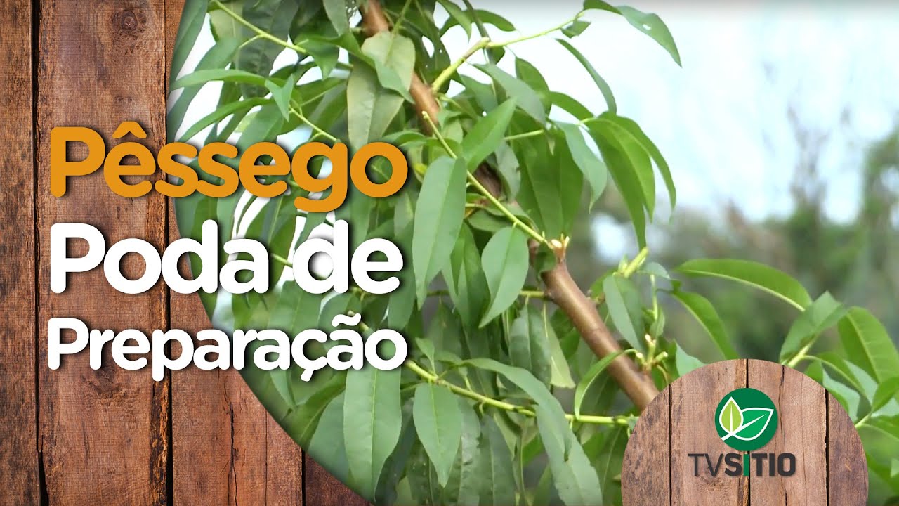 Pessegueiro - poda de preparação para produção
