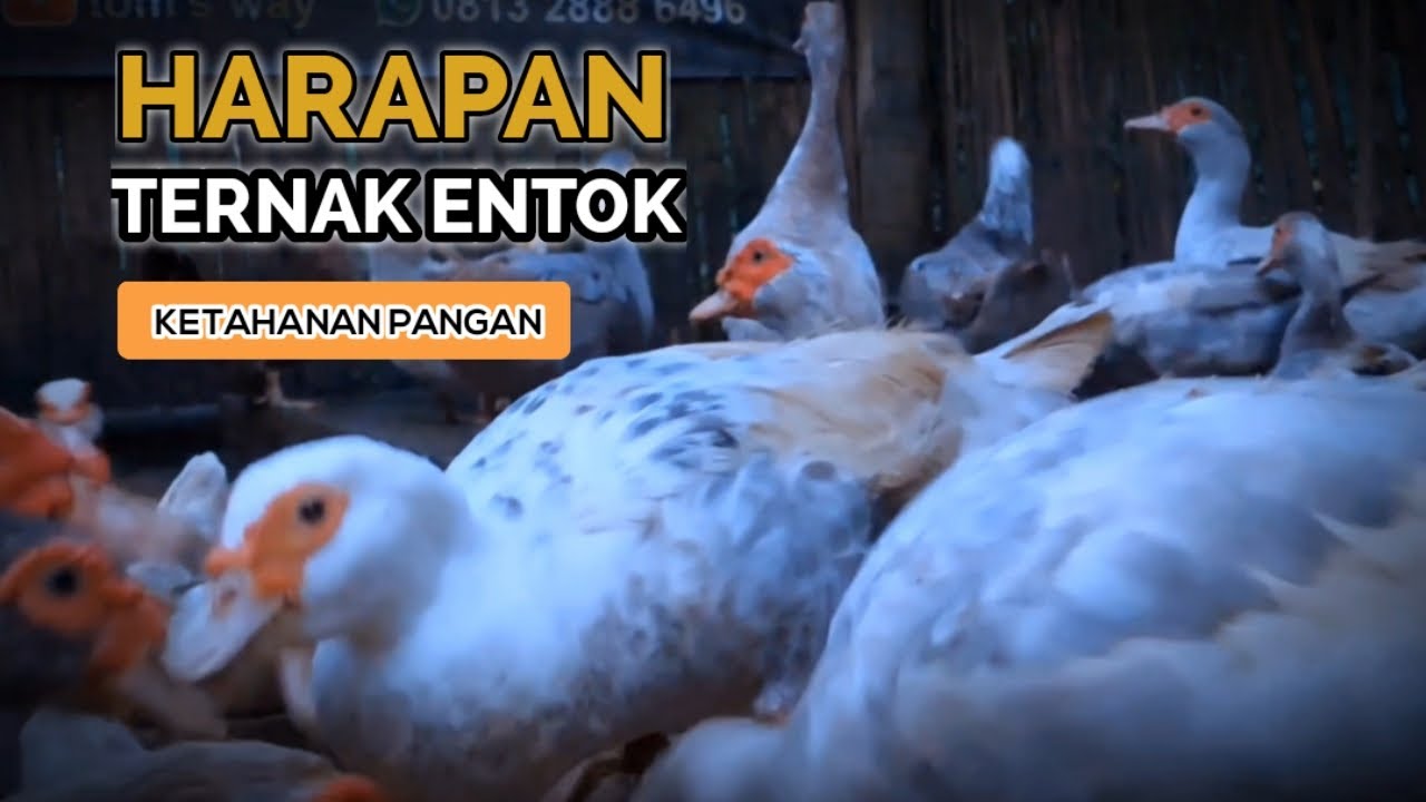 KONDISI SERBA SULIT ! TERNAK ENTOK BISA MENJADI HARAPAN