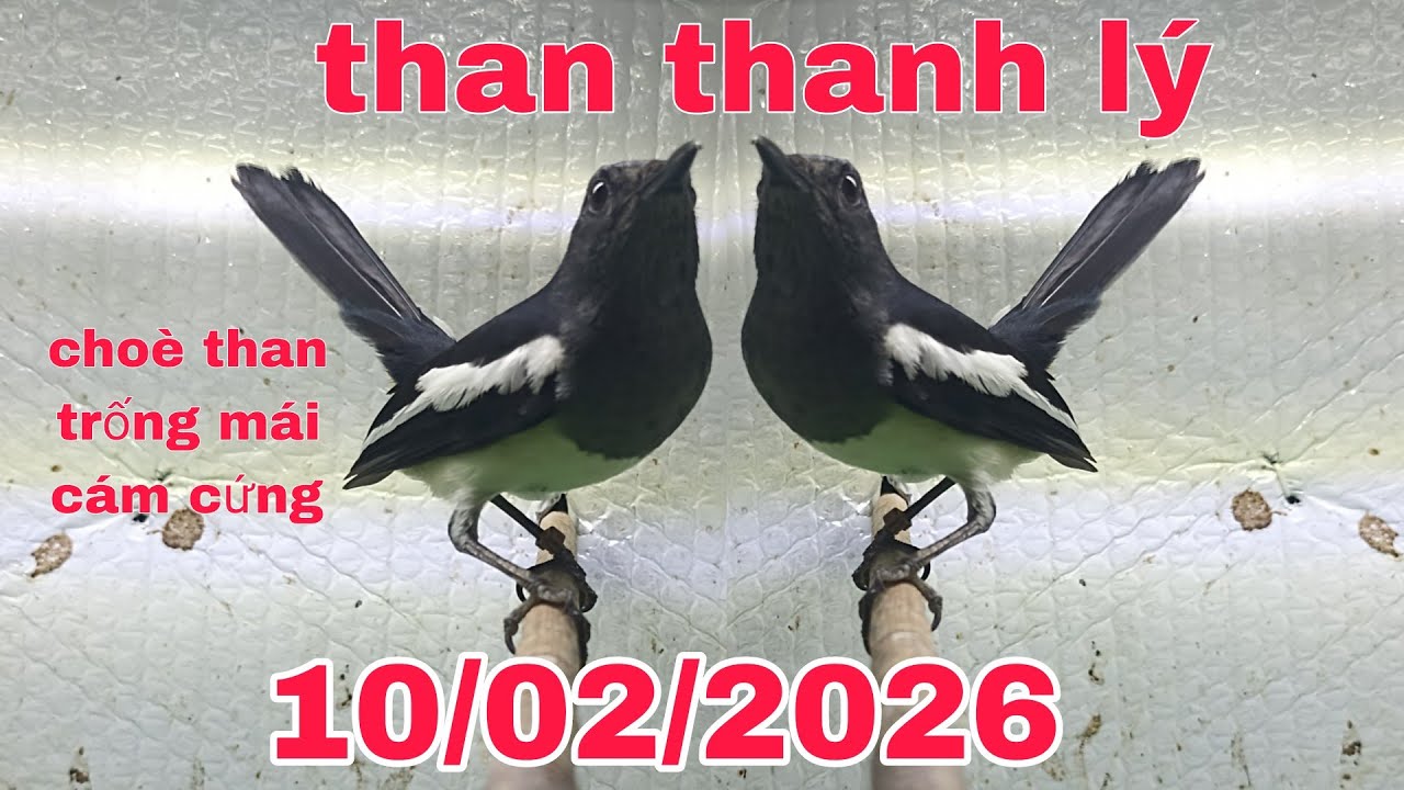 10/02/2026 Chòe Than Trống Mái Cám Cứng _ Than Thanh lý....