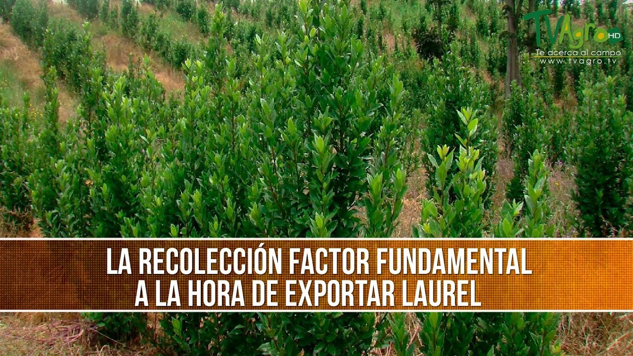 Como Exportar Laurel - TvAgro por Juan Gonzalo Angel