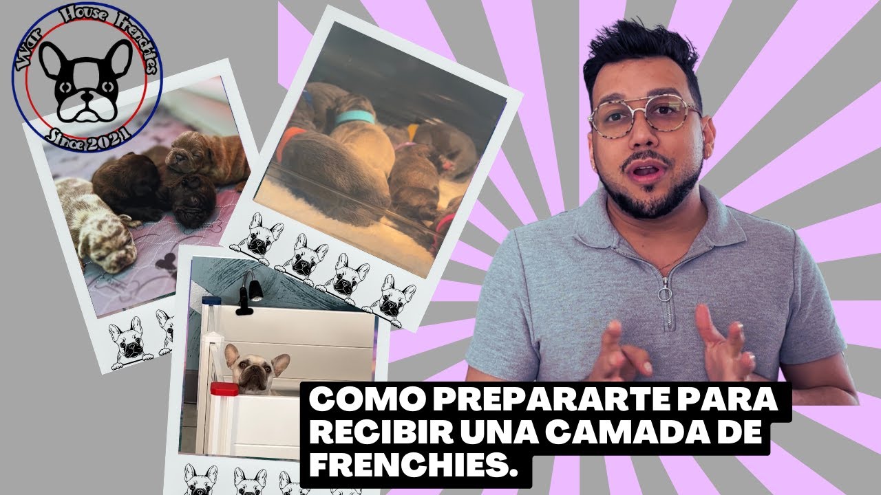 Como prepararte para recibir una camada de Frenchies