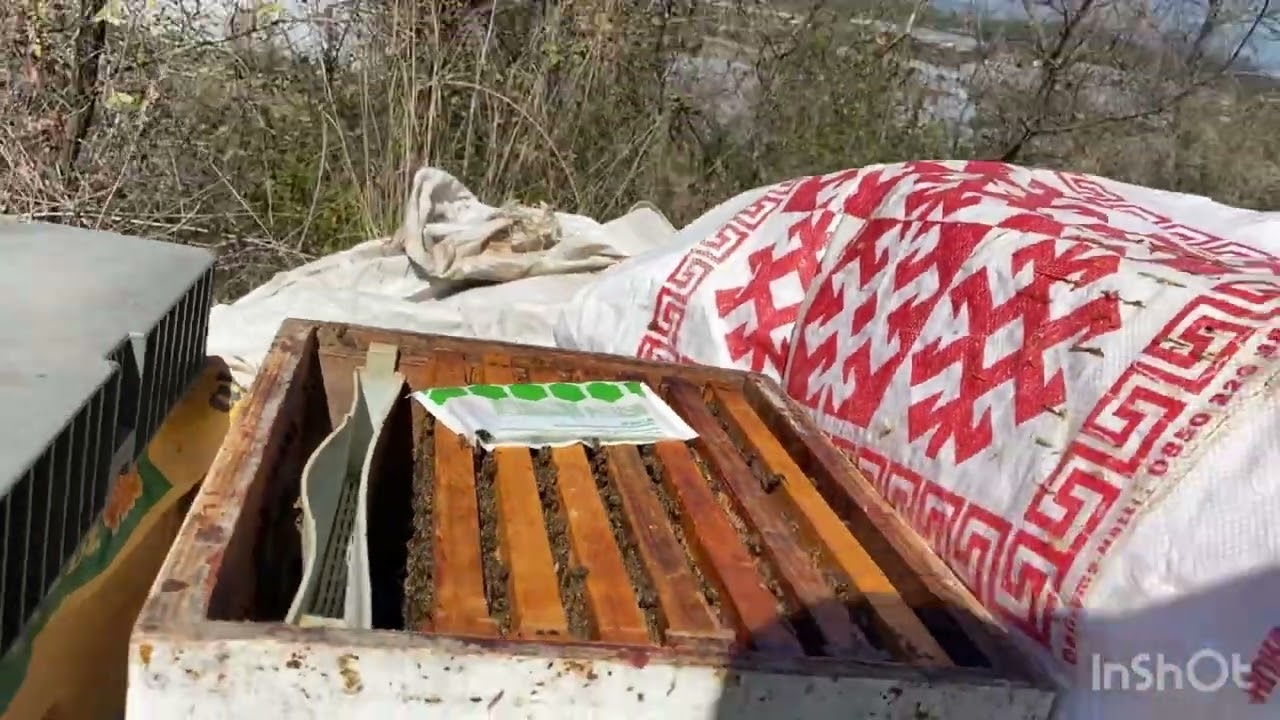 3 Farklı Koloni 3 Farklı Besleme Deneyi | 1.Haftada Hangisi Bitti?