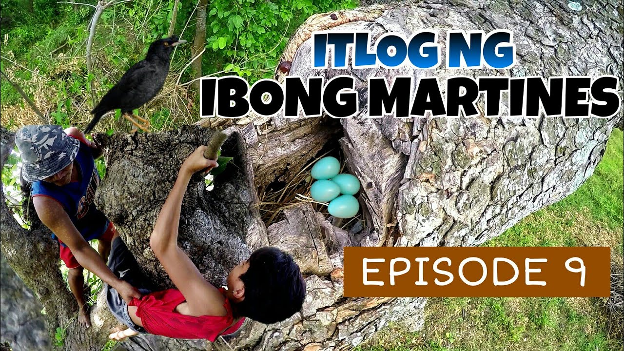 Ep. 9 BINALIKAN ANG MGA INA-ALAGAANG ITLOG NG MARTINES 🐦