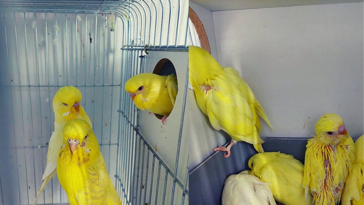 LUTİNO JUMBO MUHABBET KUŞU YAVRULARI, YAVRU MUHABBET KUŞLARI