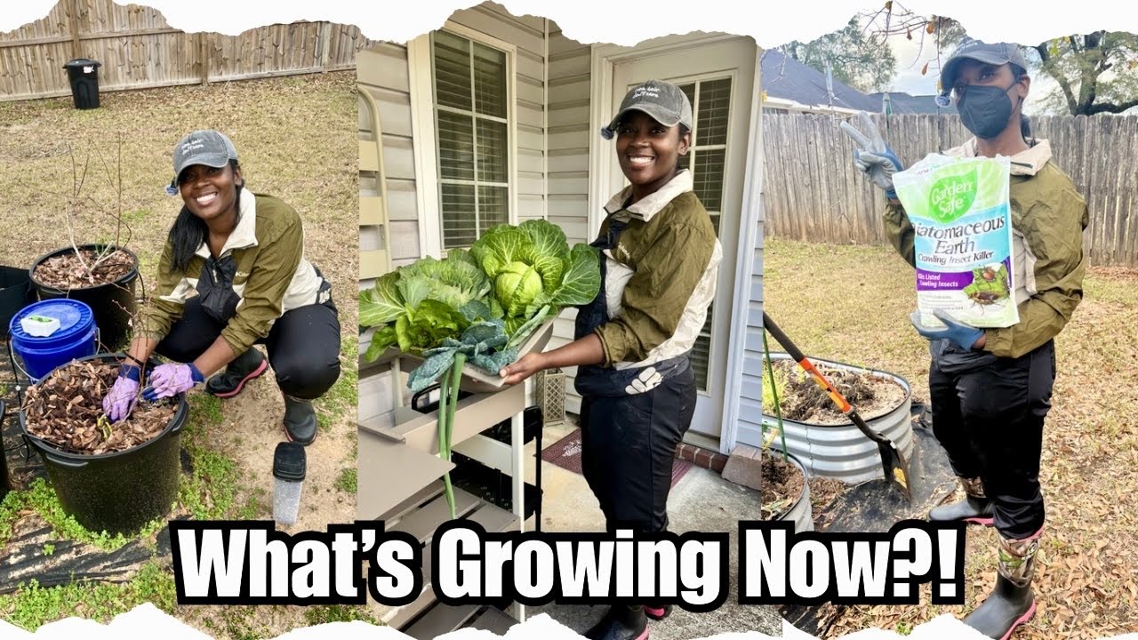 OUR BIGGEST CABBAGE YET | FERTILIZING BLUEBERRIES + GARDEN INSECT TREATMENT 