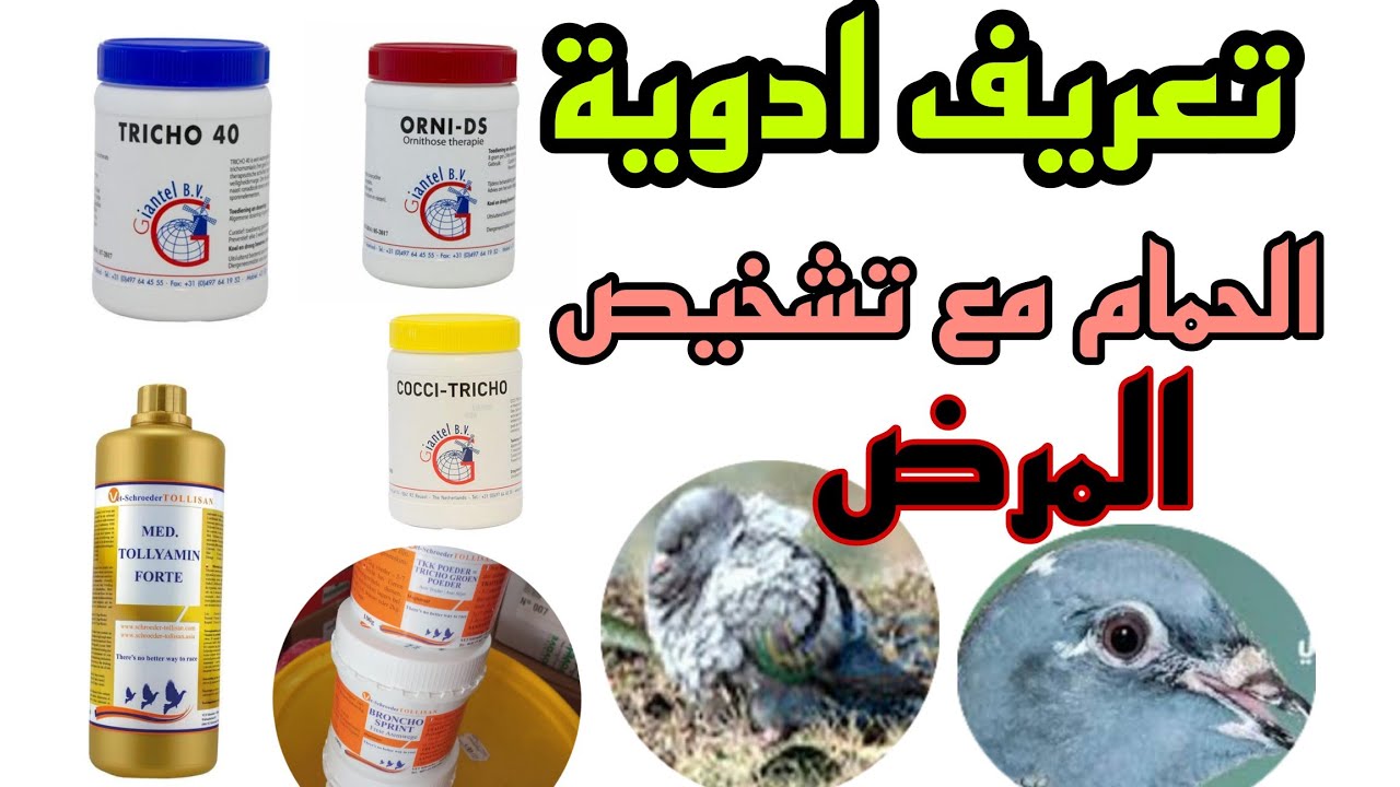 تعريف ادوية الحمام مع شرح المرض بالصورة امراض الحمام الزاجل و الحمام الخينيسي و حمام الزينة 2024