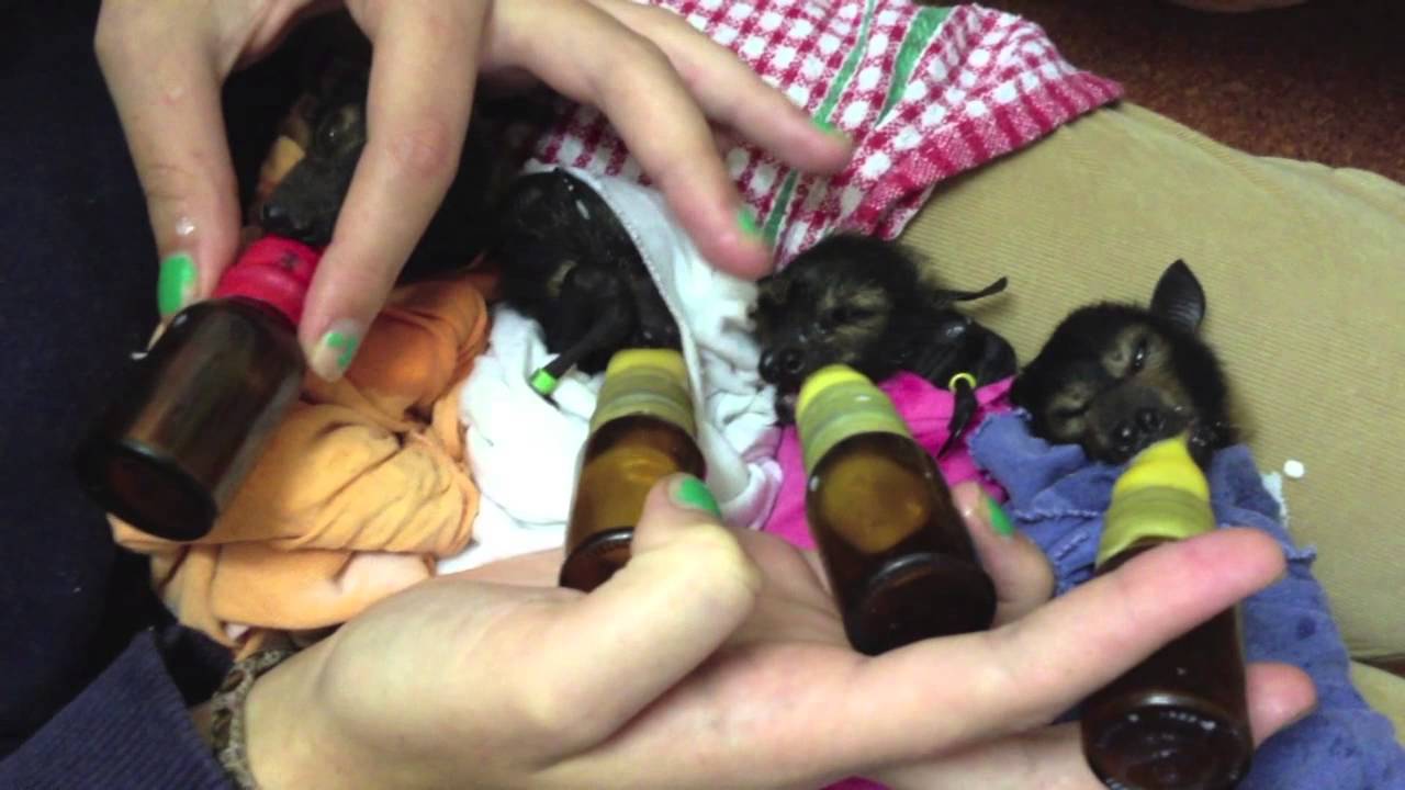 Nursery babies at Tolga Bat Hospital.