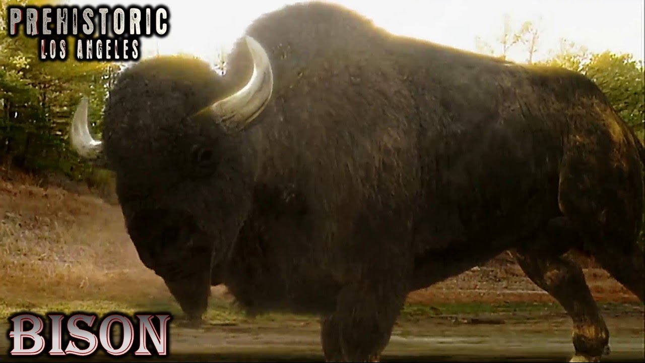 prehistoric bison screen time