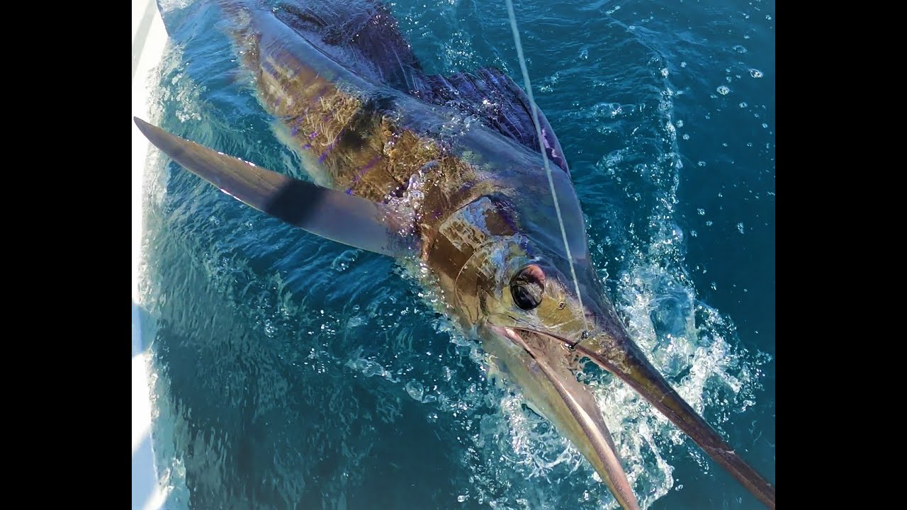 Tease and Switch Sailfish using Easy Tease Teasers...with no baits ready!! :-)