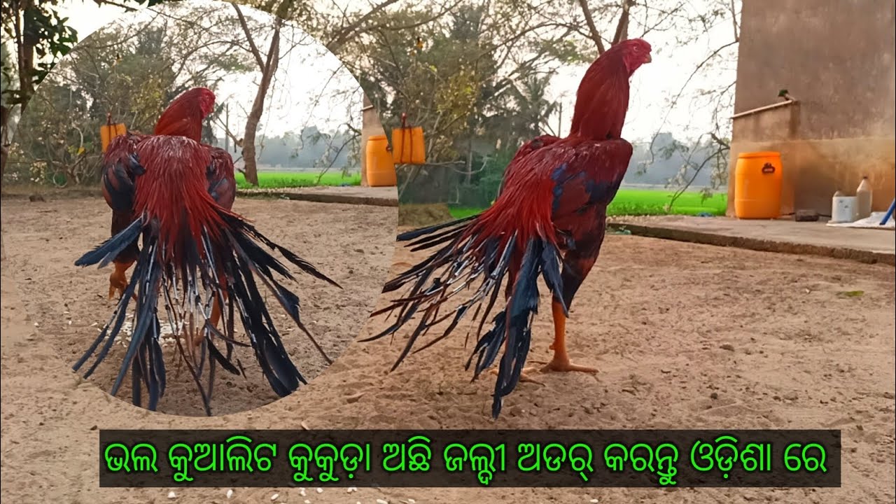 Tamper Tail aseel red murga full cycle scope tail aseel maheswar aseel breed jaleswar breeding farm
