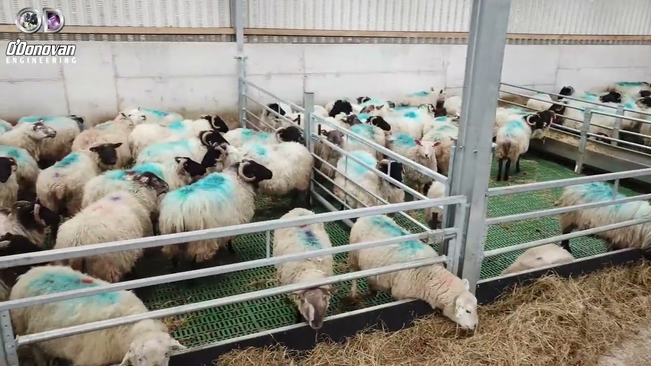 SHEEP SHED WITH PLASTIC SLATS
