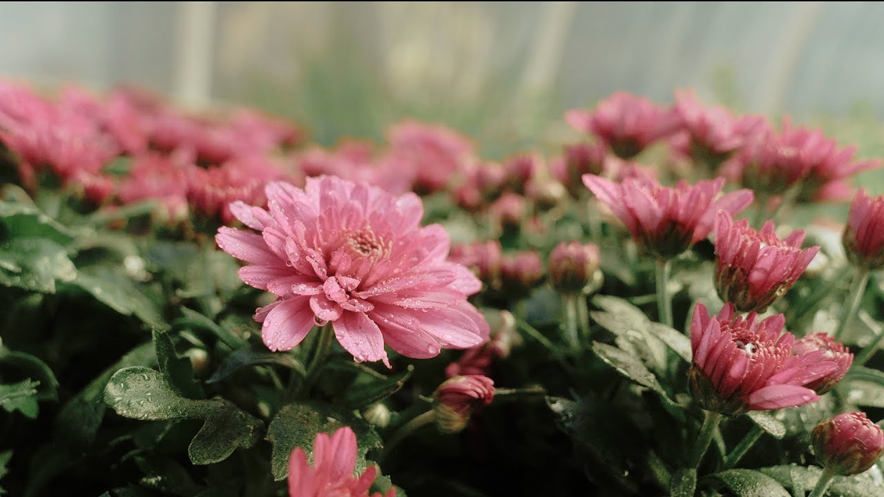 Bloombox: The Amazon of Gardening
