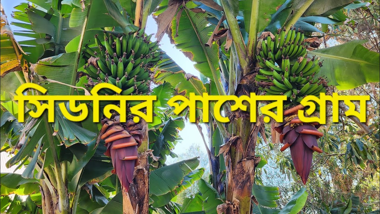 অস্ট্রেলিয়াতে সিডনি শহরের নিকটবর্তী গ্রাম | Rural Australia